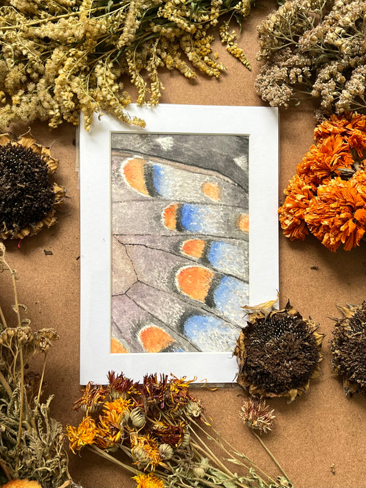 “Spicebush Swallowtail”