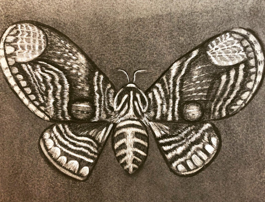“Brahmin Moth”