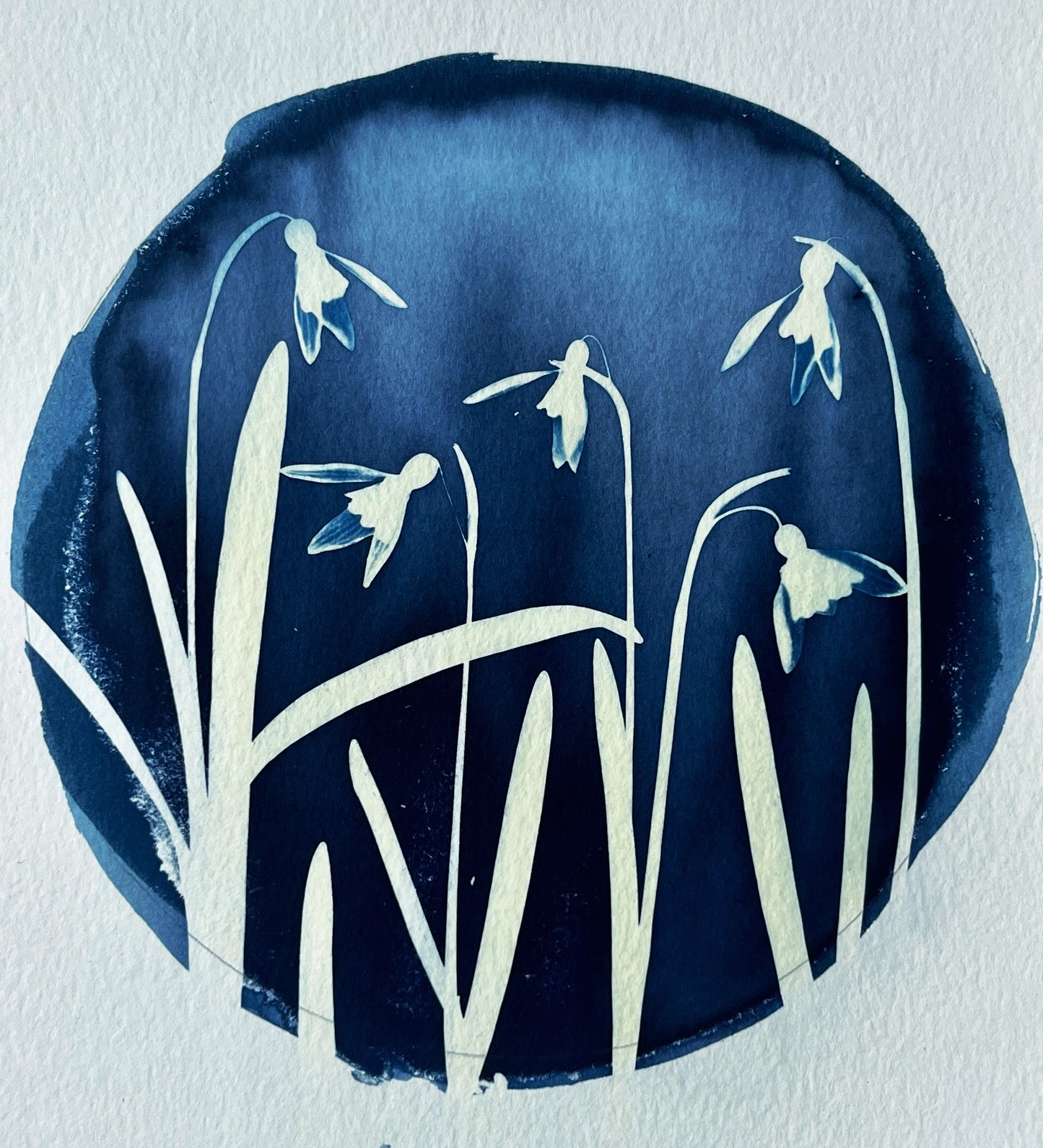 “Symphony in snowdrops”