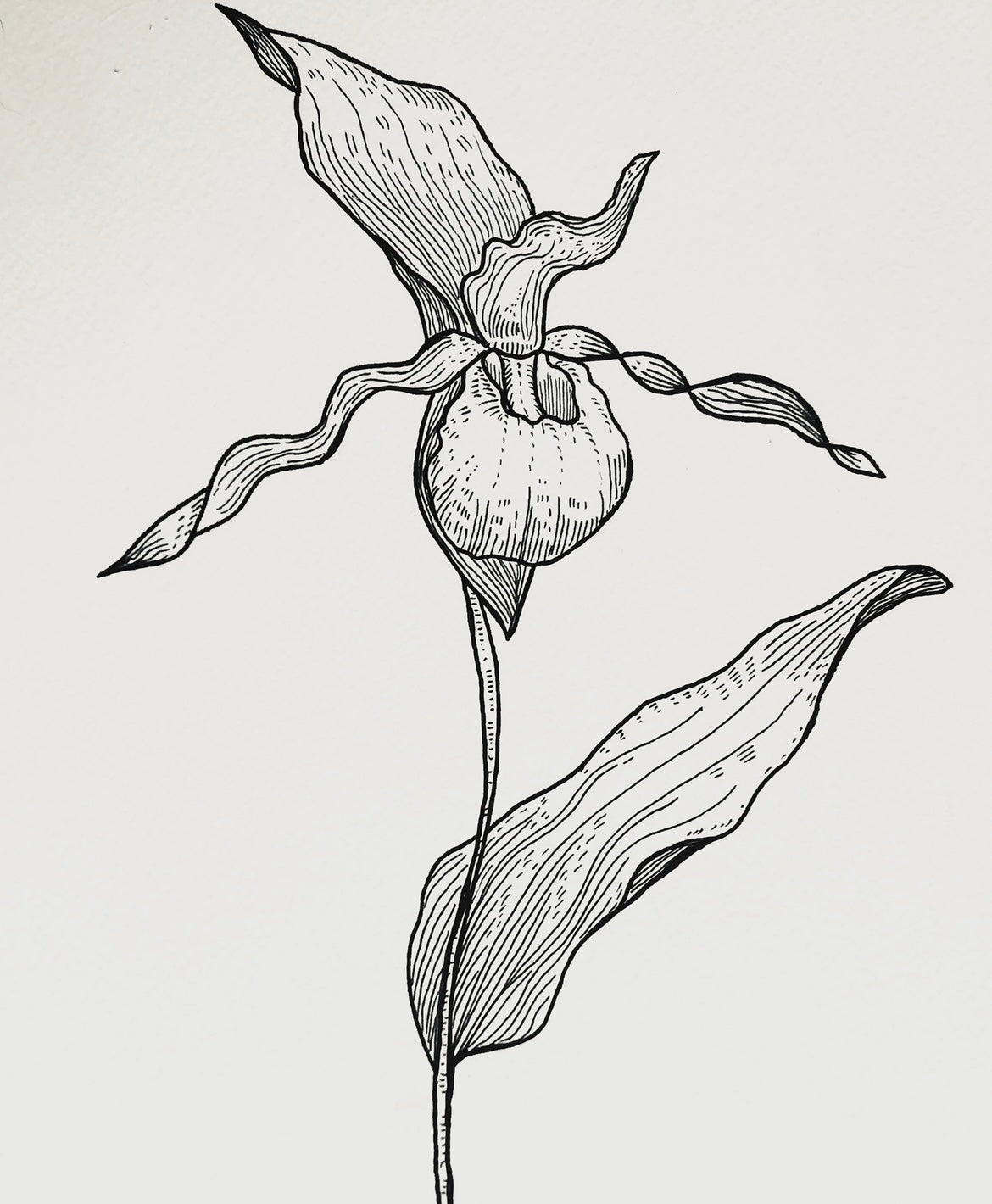 “Lady’s Slipper”