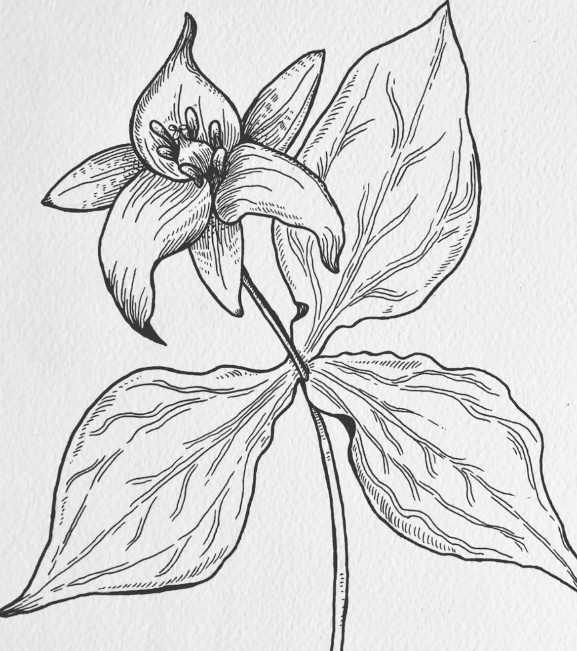 “Trillium grandiflorum”