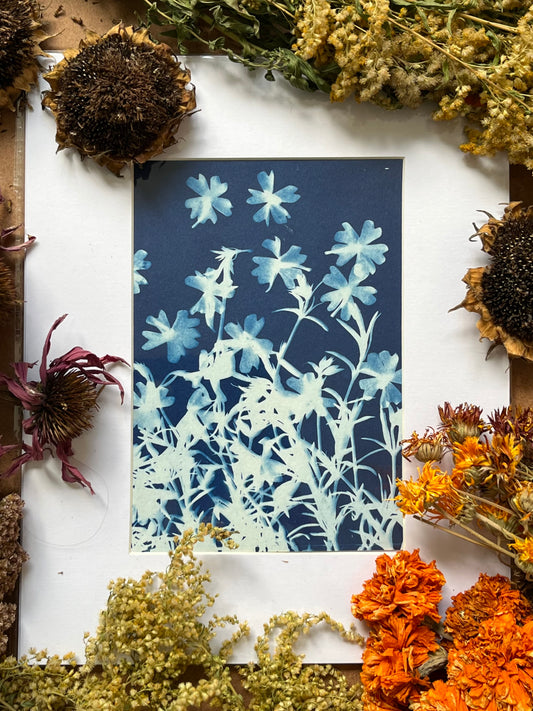 “Creeping Phlox”