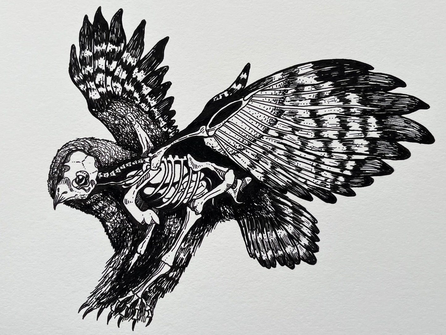 “Anatomical Owl”