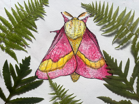 “Rosy Maple Moth”