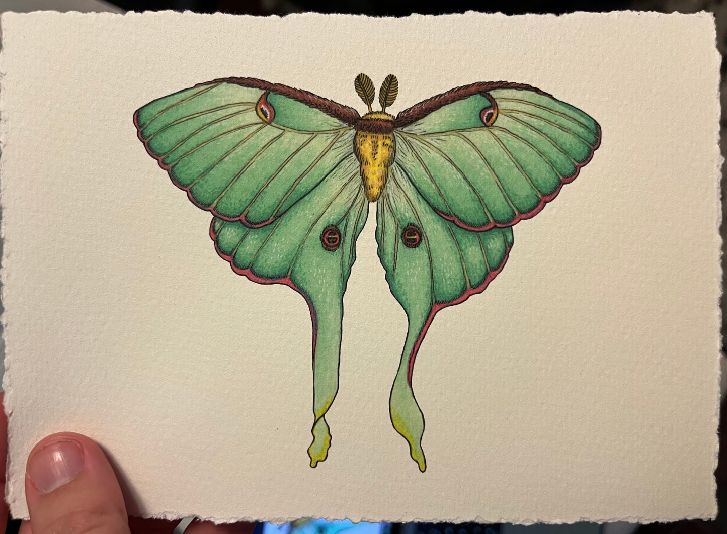 “Luna moth”