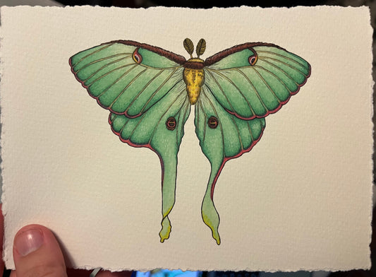“Luna moth”