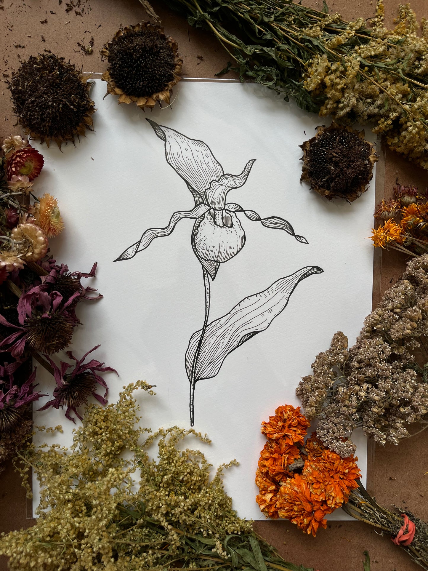 “Lady’s Slipper”