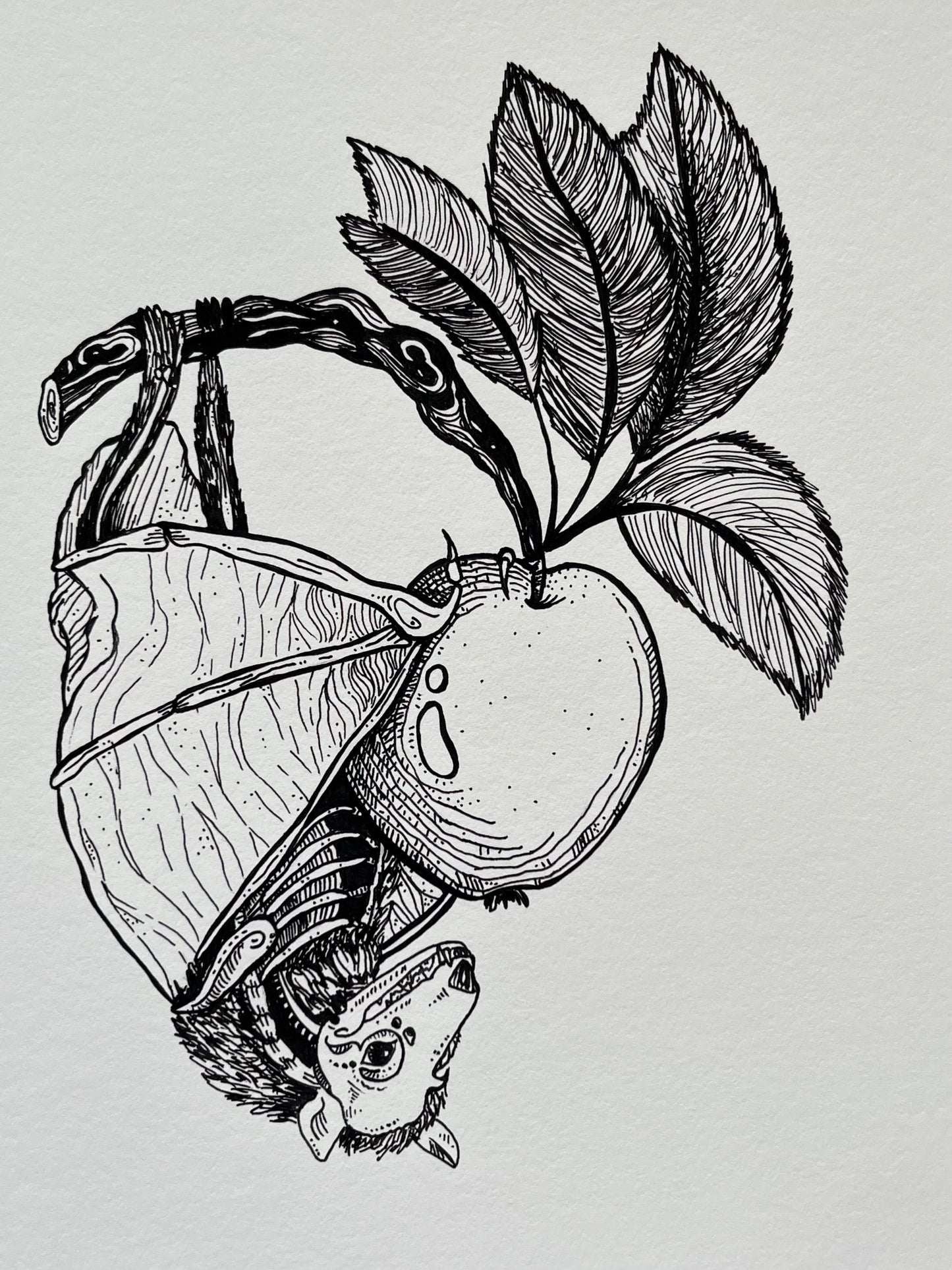 “Anatomical Bat”