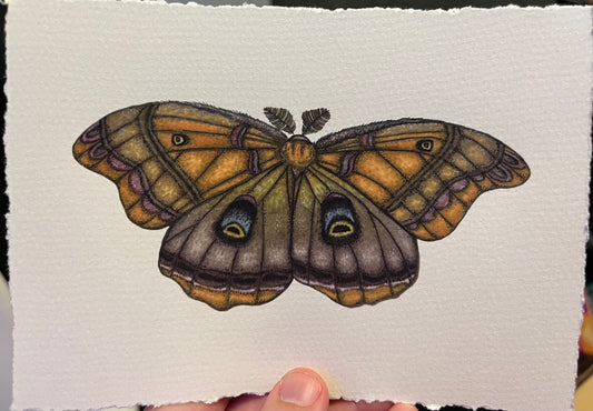 “Polyphemus moth”