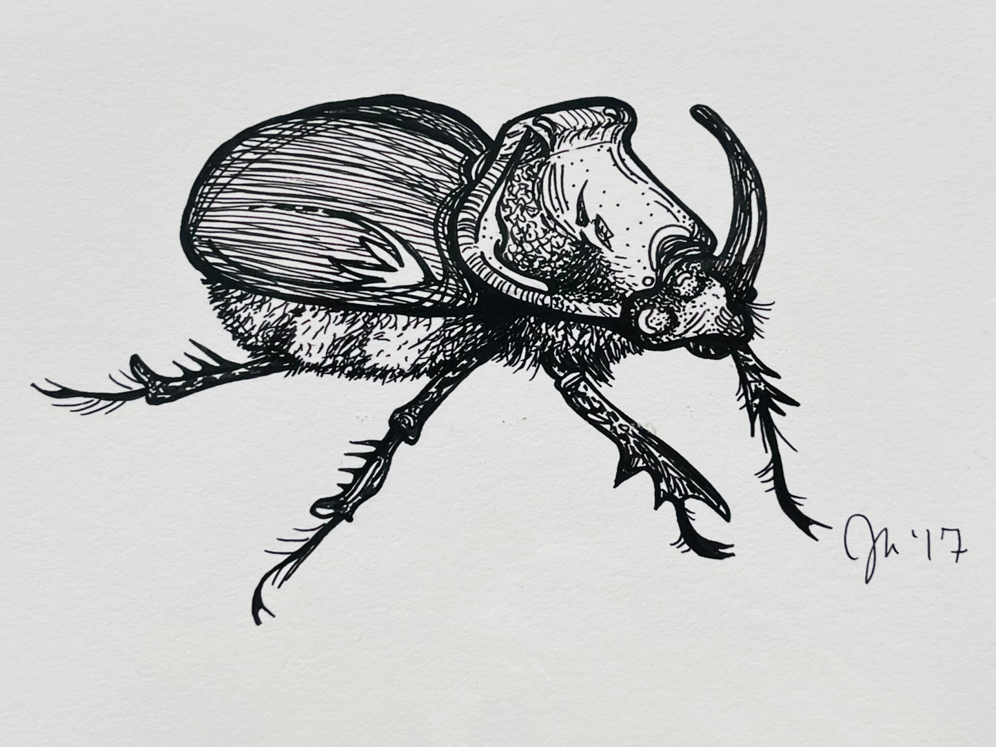 “Rhinoceros Beetle”