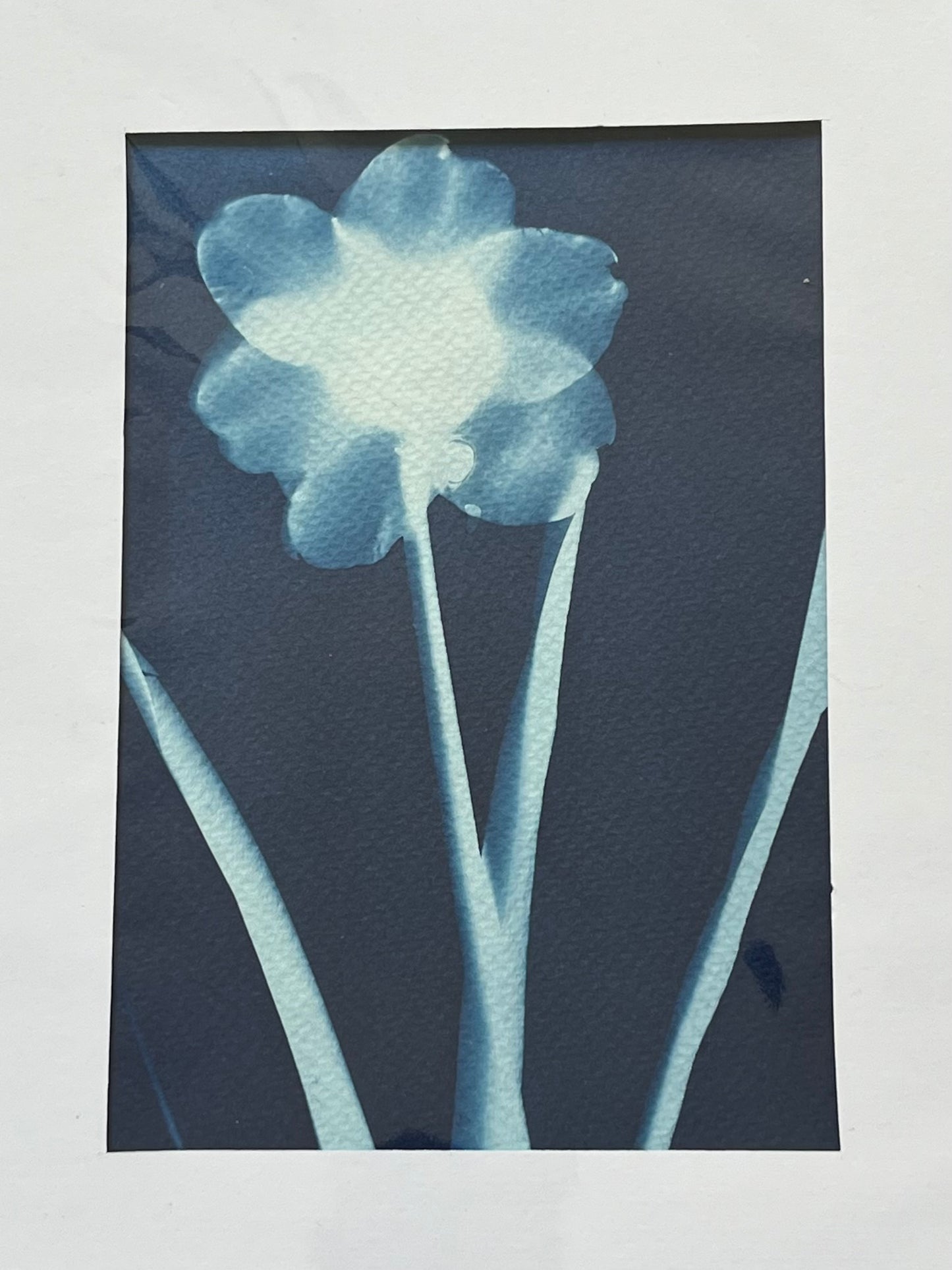 “Harbinger of Spring”