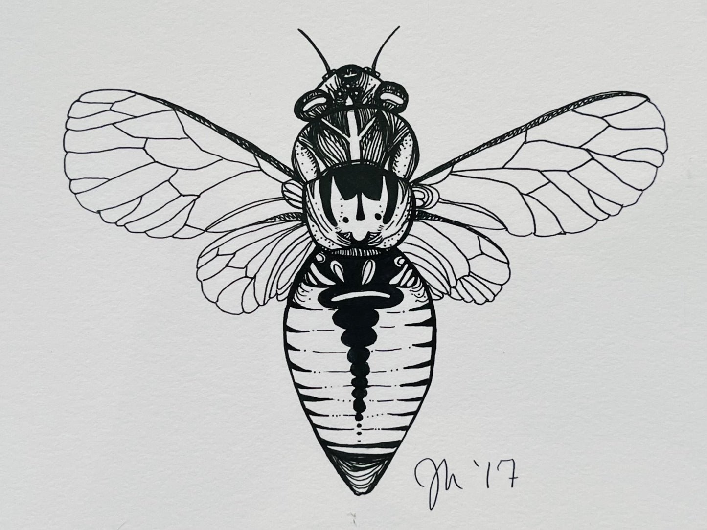 “Cicada”