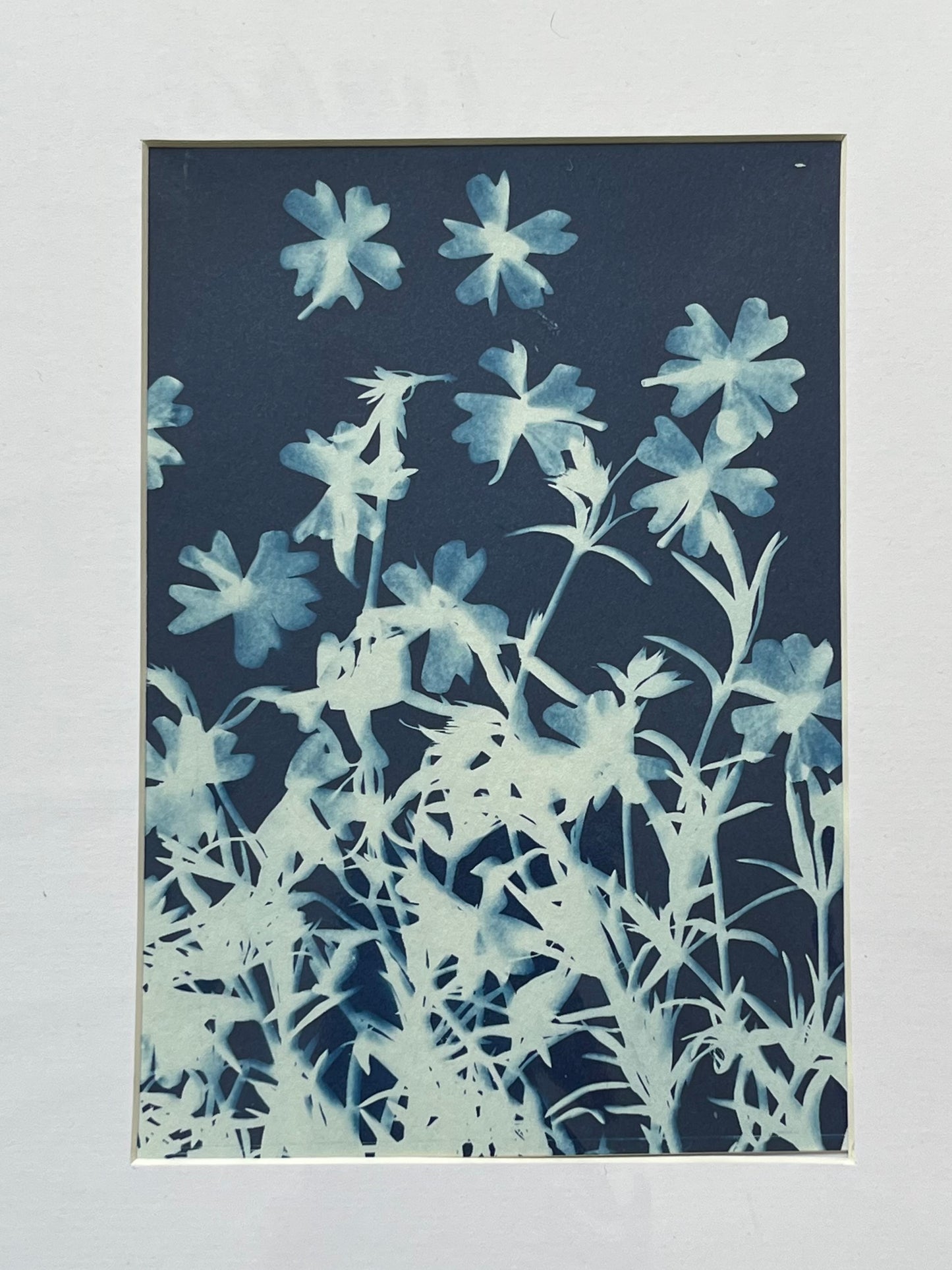 “Creeping Phlox”