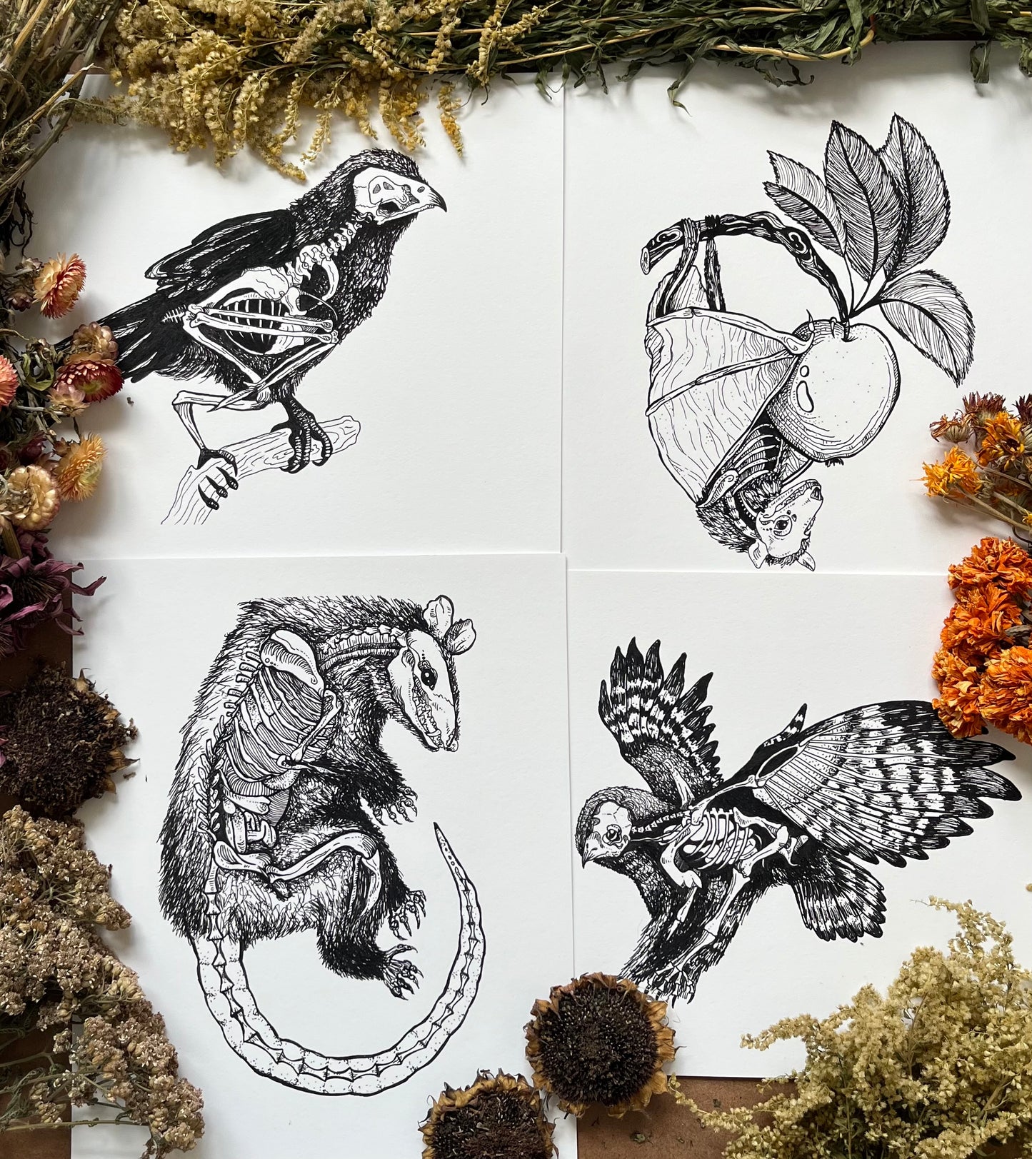 “Anatomical Owl”