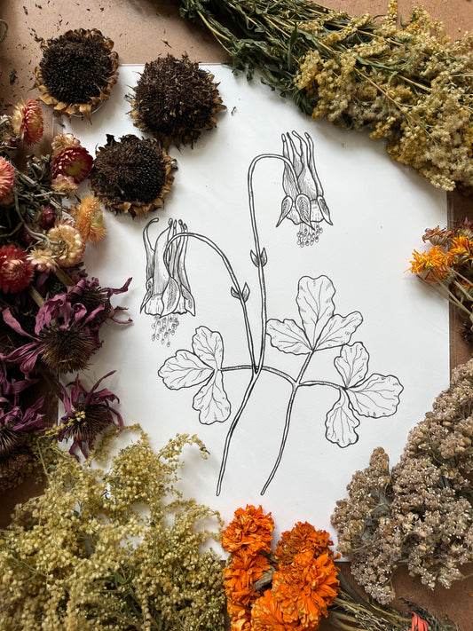 “Eastern Red Columbine”