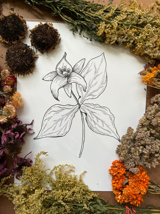 “Trillium grandiflorum”