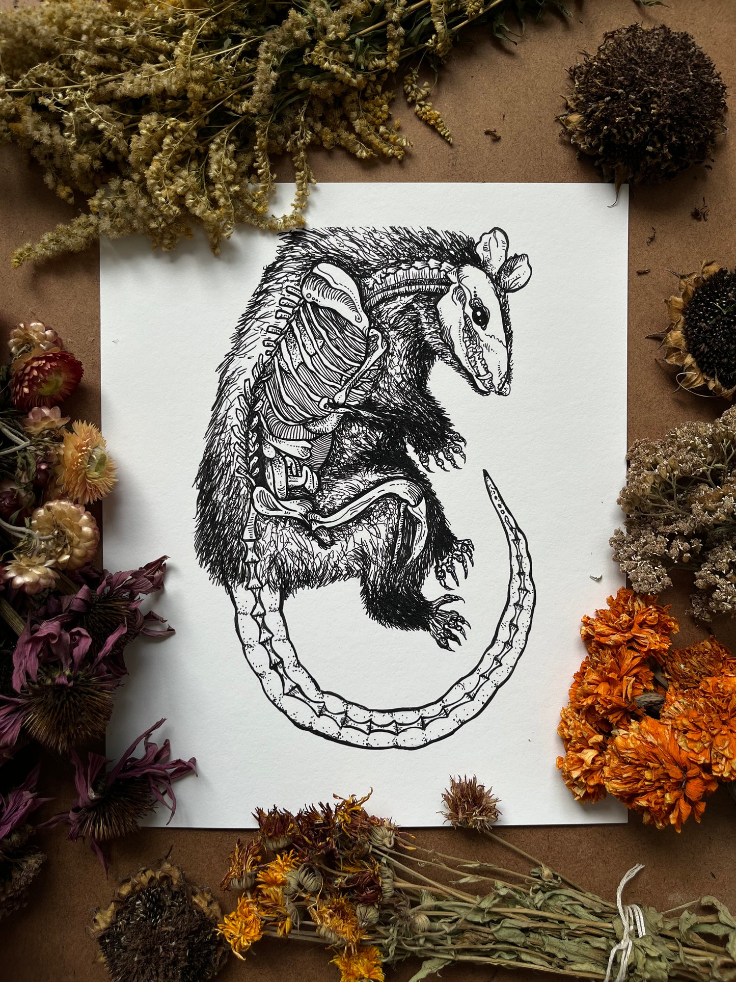 “Anatomical Possum”