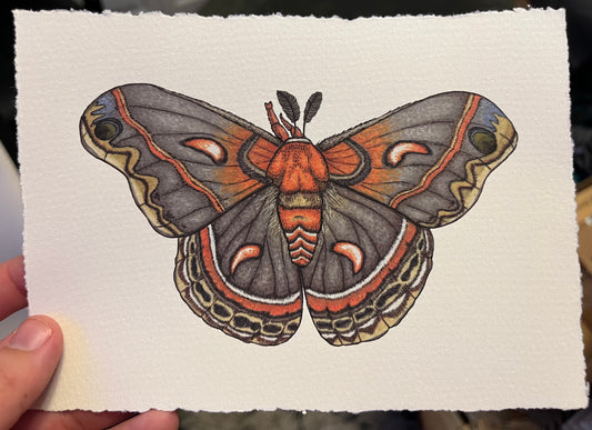 “Cecropia moth”