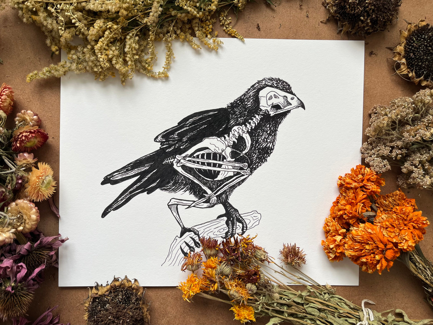 “Anatomical Crow”