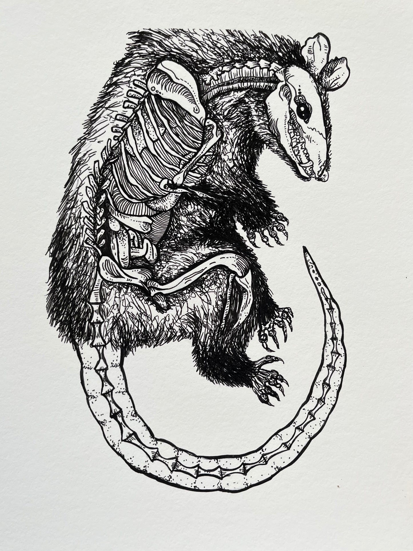 “Anatomical Possum”